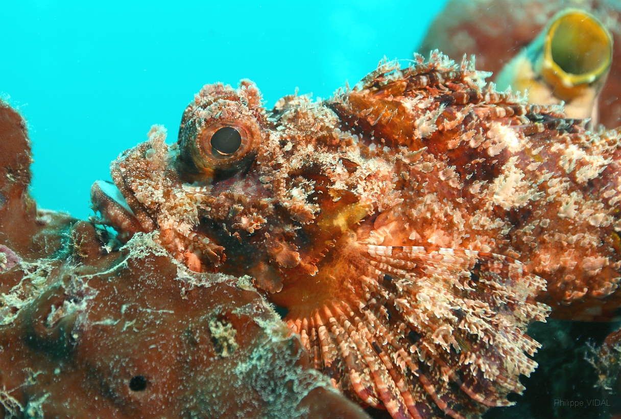 Sipadan_2015_Poisson scorpion a guenilles_Scorpaenopsis venosa_IMG_2530_rc.jpg